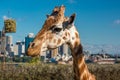 Cute giraffe with Sydney Opera House and Sydney CBD view