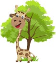 Cute Giraffe and tree Royalty Free Stock Photo