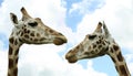 Cute giraffes against cloudy sky, closeup. African fauna