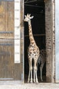 Cute giraffes in captiviry