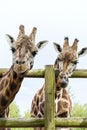 Cute giraffes in captiviry