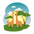 Cute giraffes couple in the field scene