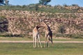 Cute Giraffes in love, South Africa wildlife