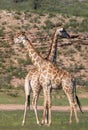 Cute Giraffes South Africa wildlife
