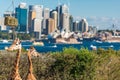 Cute Giraffes at Taronga Zoo with views of Sydney Harbour