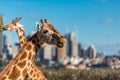 Cute Giraffes at Taronga Zoo with views of Sydney Harbour
