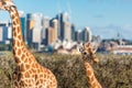 Cute Giraffes at Taronga Zoo with views of Sydney Harbour