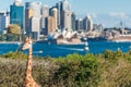 Cute Giraffes at Taronga Zoo with views of Sydney Harbour