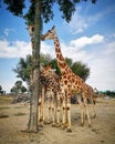 Cute giraffes in the zoo park with trees. Big and small giraffes in a beautiful day. Royalty Free Stock Photo