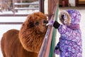 Cute girl feeds up an alpaca on the alpaca`s farm