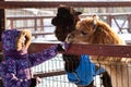 Cute girl feeds up alpacas on the alpaca`s farm