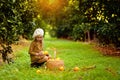 Cute girl in the garden collects tangerines