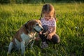 A cute girl gives the dog a sniff of a chamomile flower. Friendship of a beagle and a child in the park in the summer