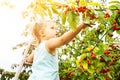 Cute Girl Picking Cherries