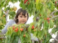 Cute girl picking cherries from a tree on a summer day Royalty Free Stock Photo