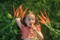 A cute girl with ponytails looks thoughtfully to the side, biting a juicy fresh carrot from the garden. Royalty Free Stock Photo