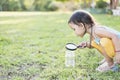 Cute girl using magnifying glass to look at bugs in glass jars Learn to use science-related observations Royalty Free Stock Photo