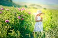 Cute girl wearing hat and white dress stand in the pink flower field of Sunn Hemp Crotalaria Juncea Royalty Free Stock Photo