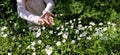 Cute girl in a white blouse on the meadow. Wildflowers are white. Stellaria is a genus of flowering plants in the clove family.