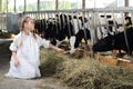 Cute girl in white robe feeds of hay small calves Royalty Free Stock Photo