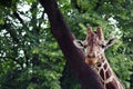 Cute girrafe in the Zoo. Royalty Free Stock Photo