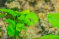 Cute glass catfish (Kryptopterus vitreolus), known in the aquarium trade traditionally as the glass catfish and also as the ghost Royalty Free Stock Photo