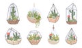 Cute glass florarium, geometric terrarium with succulents and cactus. Terrariums with tropical desert plants for home