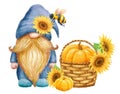 Cute Gnome with bee and harvest pumpkin and sunflowers in basket. Thanksgiving or Harvest Day card design. Watercolor drawing Royalty Free Stock Photo