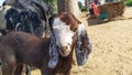 Cute goat baby in goats farm house India