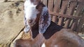 Cute goat baby in goats farm house India, Sheep.