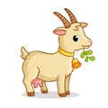A cute goat with a bell stands and chews grass. Vector illustration with farm animal in cartoon style