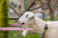 Cute goat bleating. A close up look. Royalty Free Stock Photo