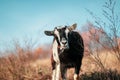Cute goat in a field, close-up