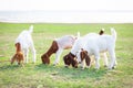 Cute goat on green summer meadow Royalty Free Stock Photo