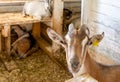 A cute goat with horns in a stall on a farm looks at the camera