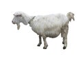 Cute goat isolated over white background