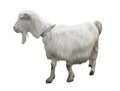 Cute goat isolated over white background Royalty Free Stock Photo