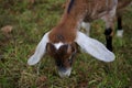 Cute Goat Kid Eating Fall Grass Royalty Free Stock Photo