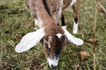 Cute Goat Kid Eating Grass Royalty Free Stock Photo