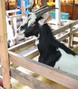Cute goat kid in farm at Bangnamphung Floating Market
