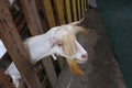 Cute goat kid in farm at Bangnamphung Floating Market