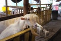 Cute goat kid in farm , concept farm , animal , travel Thailand