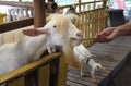 Cute goat kid in farm , concept farm , animal , travel Thailand