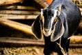 Cute goat looking in a camera Royalty Free Stock Photo