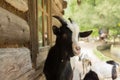 Cute goat looking at camera Royalty Free Stock Photo