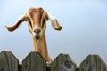 Cute goat looks out from behind a picket fence