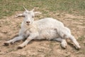 Cute goat lying on the ground
