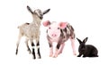 Cute goat, rabbit and pig together Royalty Free Stock Photo