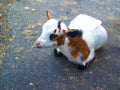 Cute goat is relaxing