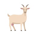 Cute goat vector flat illustration isolated on white background. Farm animal goat cartoon character. Royalty Free Stock Photo